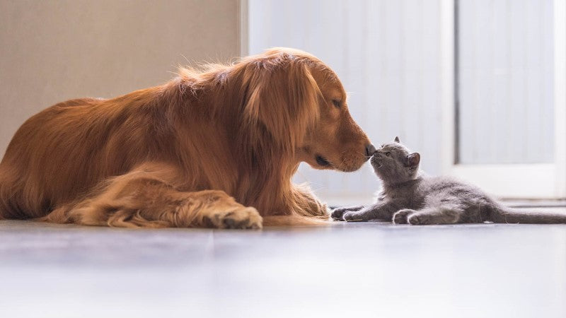 🐾 Welcome to the World of Happy Pets – A Gentle Start for New Pet Parents