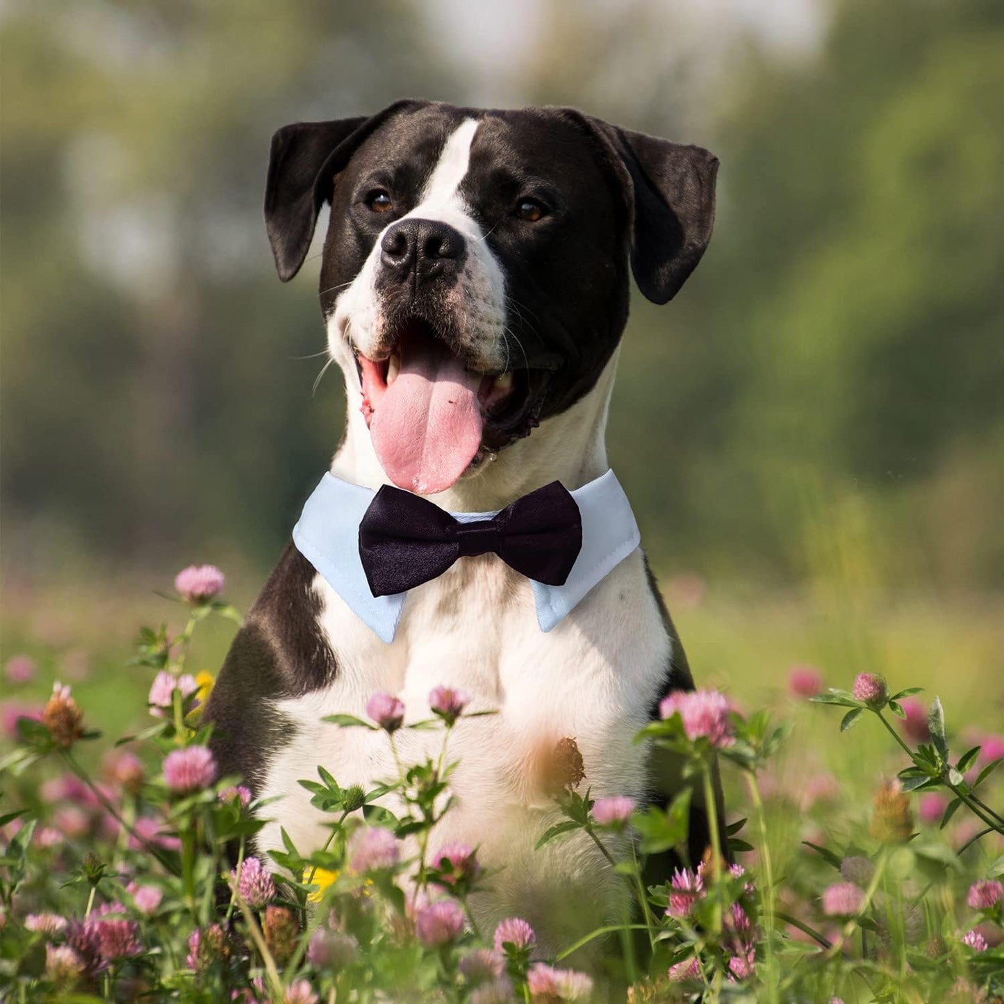 Classic Tuxedo Dog Bow Tie – Formal Charm for Weddings & Parties