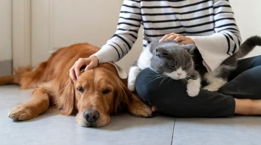🐾 Not Everything Your Pet Does Is on Google — But I Can Write It for You 🎁