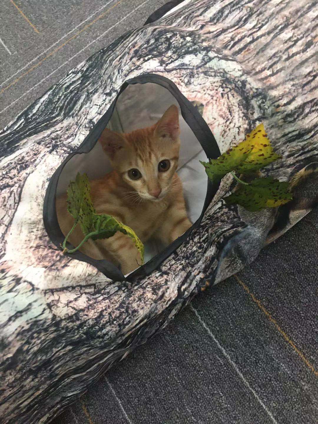 Tree Tunnel Cat Toy – Foldable & Fun