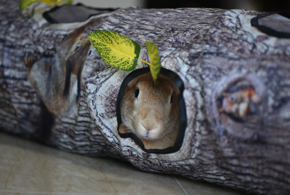 Tree Tunnel Cat Toy – Foldable & Fun