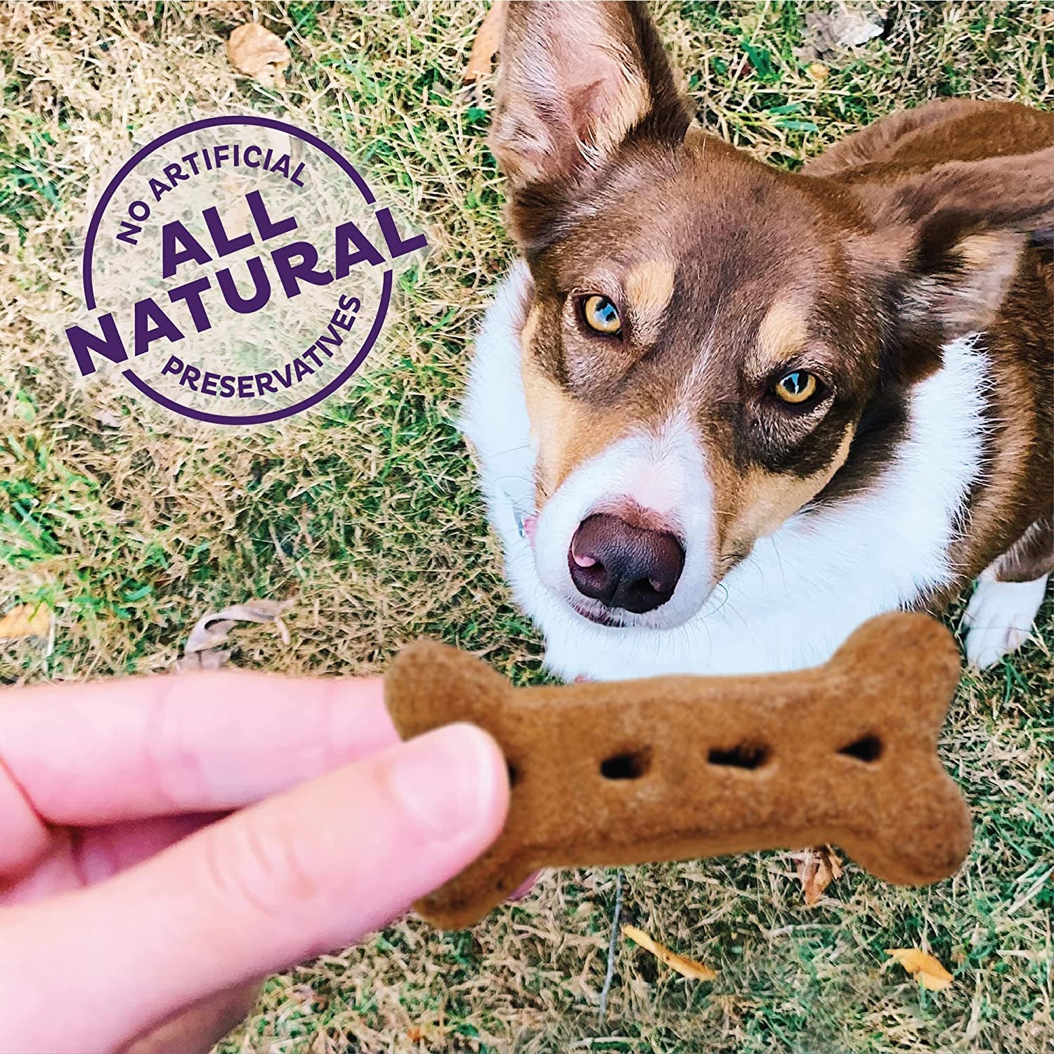 Wellness P-Nuttier Peanut Butter Large Dog Biscuits – 6 lb
