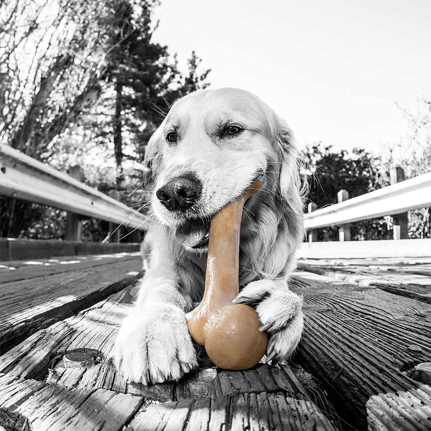 Dino Barkbone – Bacon Chew Toy for Power Chewers
