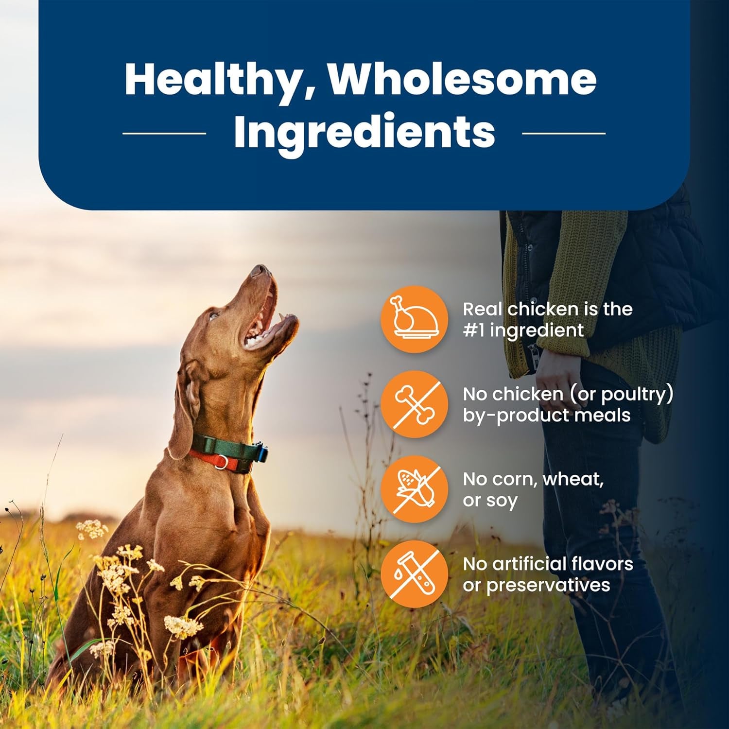BLUE Life Protection Formula Large Breed Chicken & Brown Rice Dry Dog Food - 30 lb