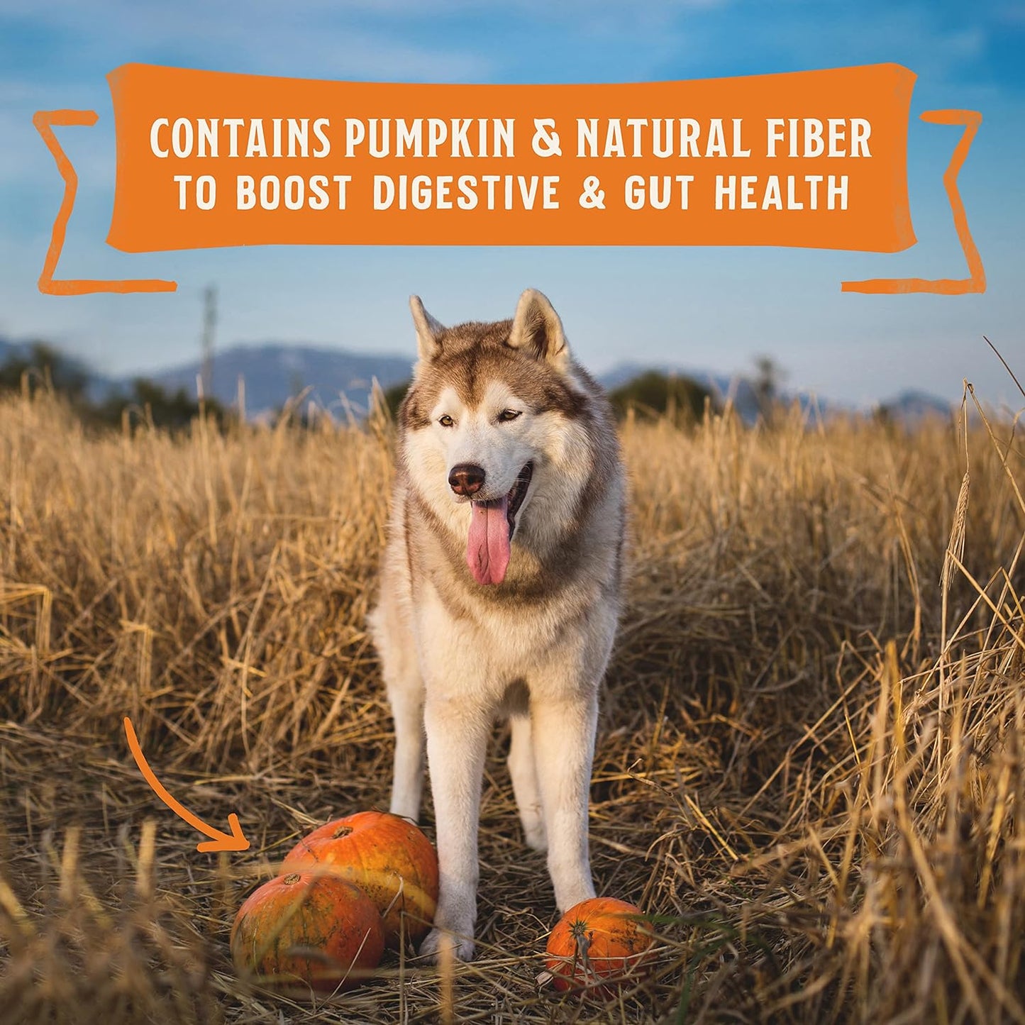 Wild Red Chicken & Turkey Stew Wet Dog Food – 10 oz x 6 Pack