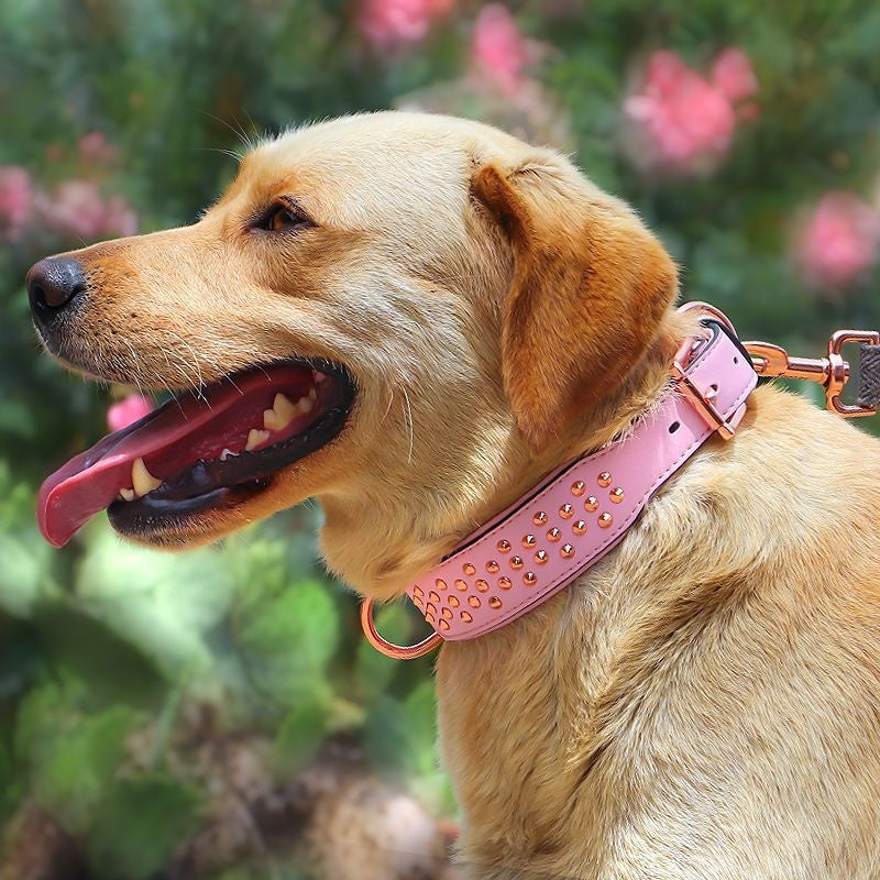 Anti-Bite Rivet Dog Collar