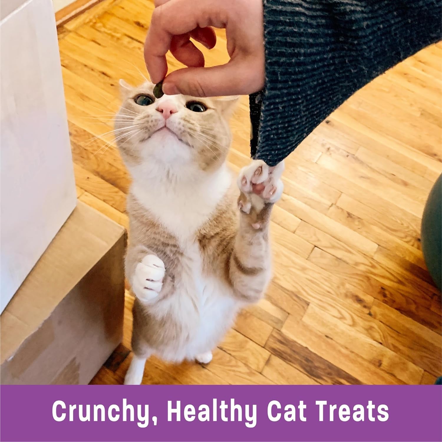 Crunchy Salmon & Cranberry Cat Treats – 6 oz