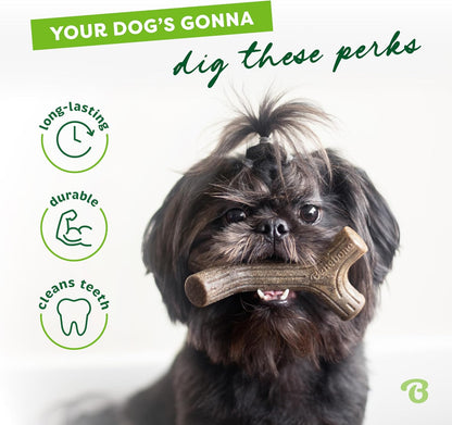 Maplestick Chew Toy – Durable Wood for Aggressive Chewers