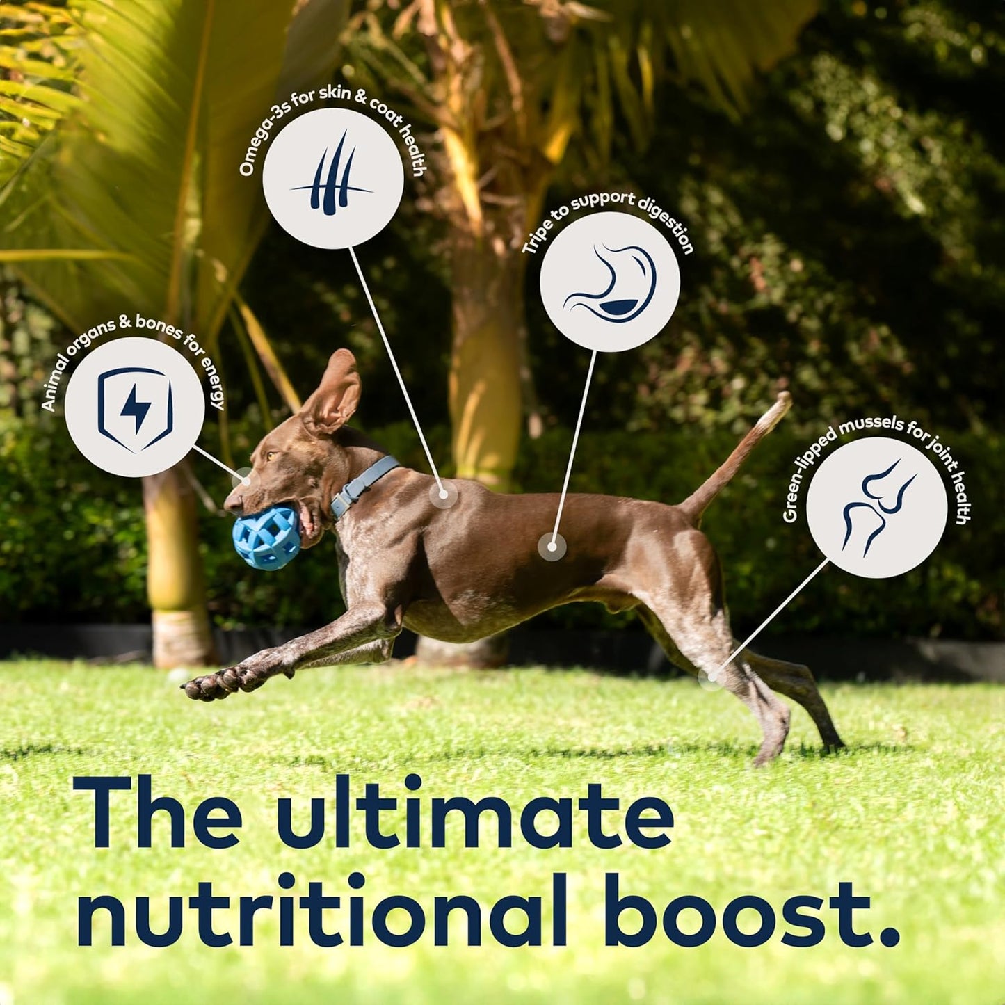 ZIWI Peak High Protein Air-Dried Beef Dog Food – 16 oz