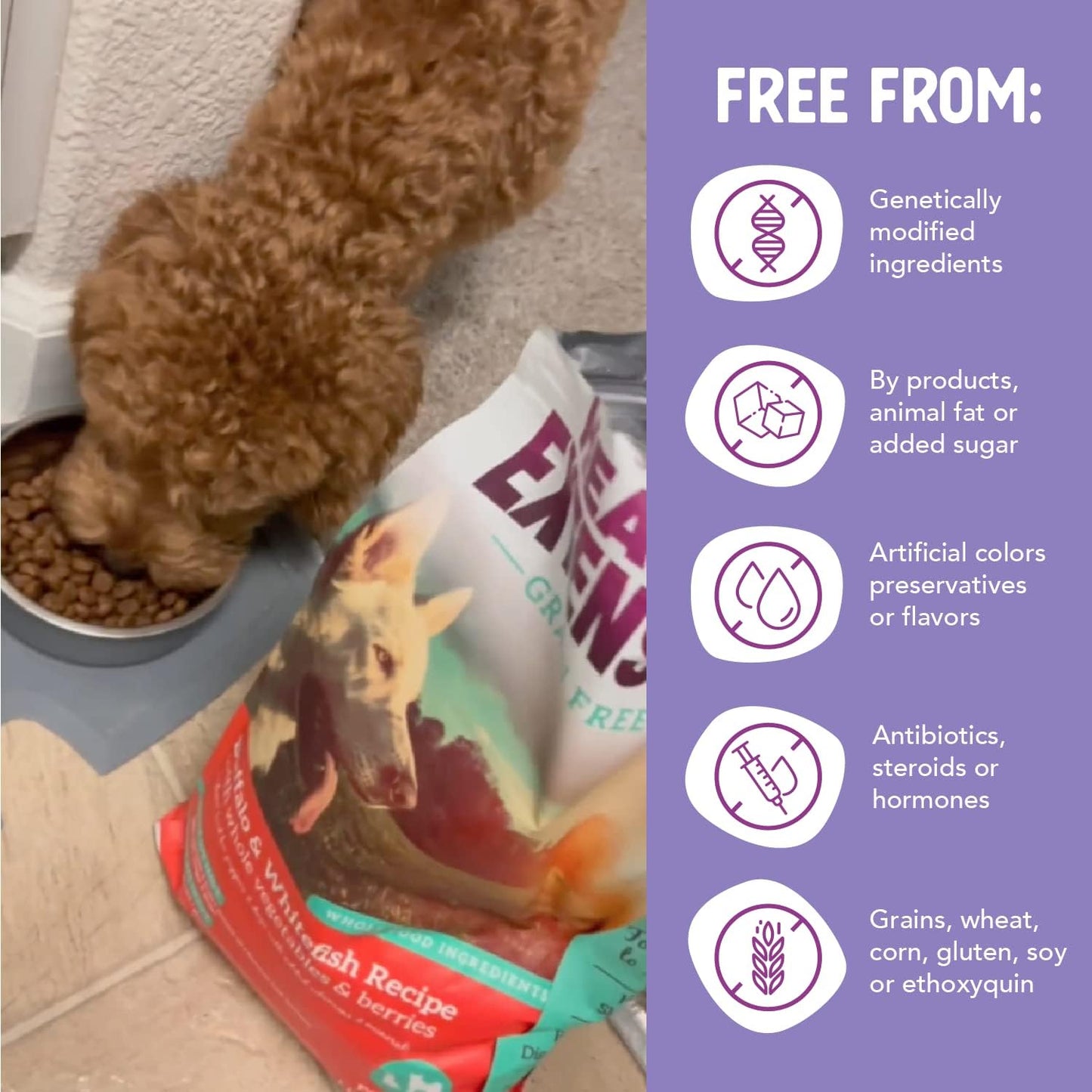 Grain-Free Buffalo & Whitefish Dog Food – 10 lb