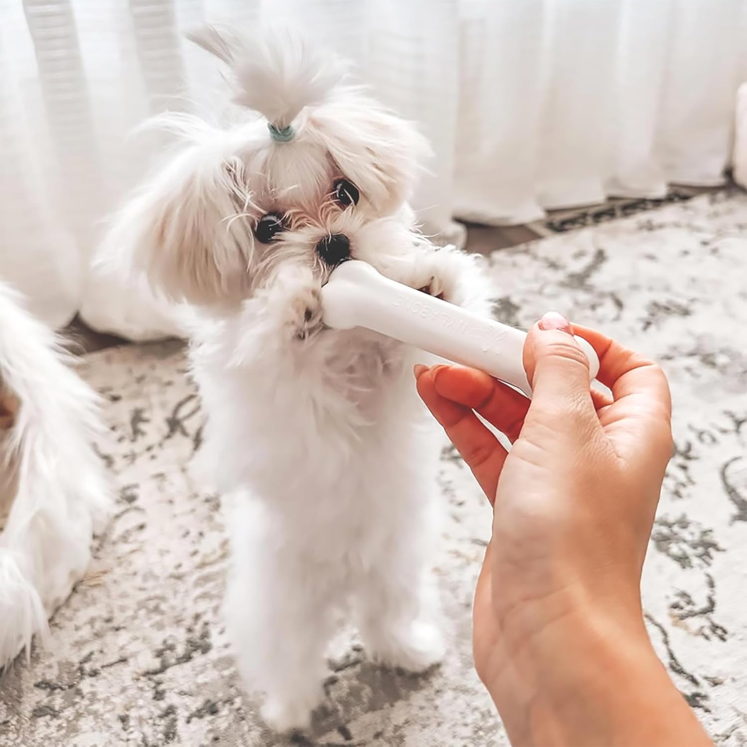 New Puppy Kit – 2 Chew Toys + 1 Treat (3 Pack)